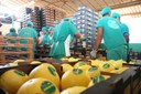 Balança comercial do RN fecha 2020 com superávit de US$ 159,4 milhões.