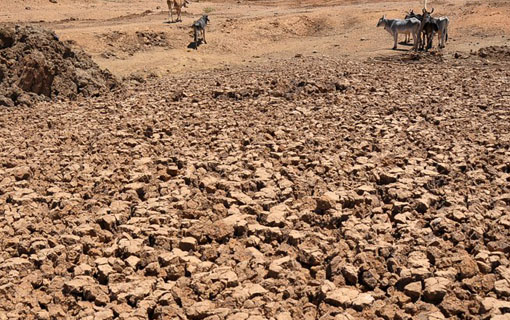 Seca fez Nordeste brasileiro perder 50% de sua produção nos últimos cinco anos, afirma FAO.