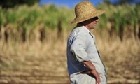 Sistema vai tornar mais fácil prever risco de safras do semiárido.